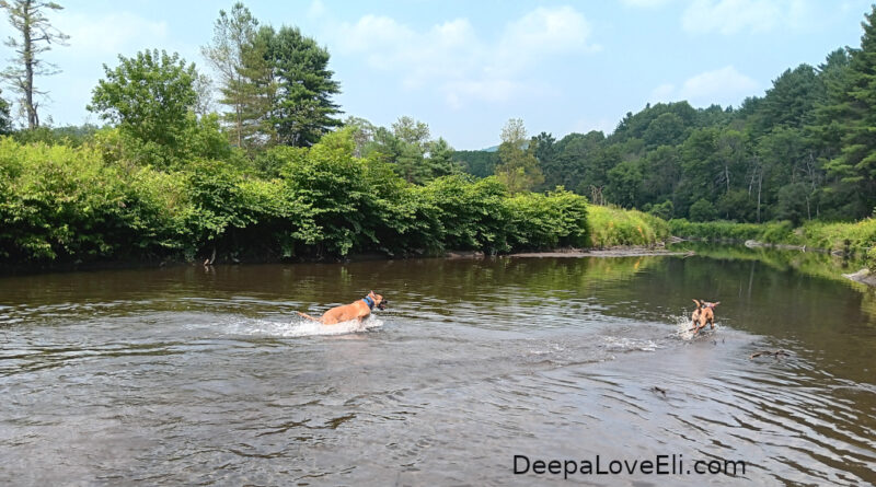 river fun with dogs