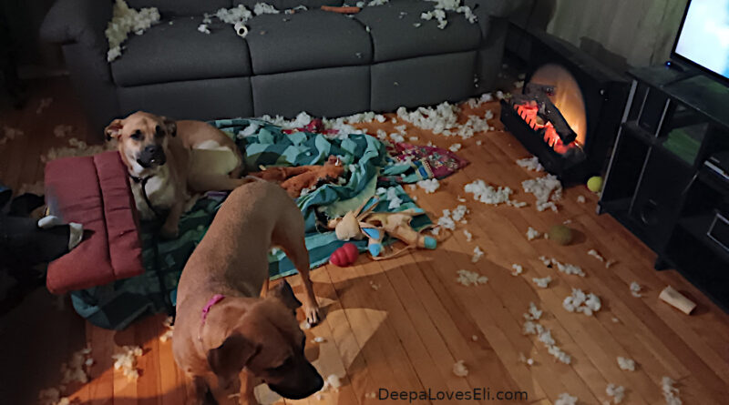 toy testing lab