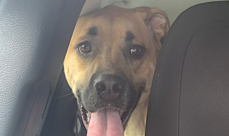 eli loves the car