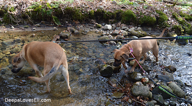 wading in a mountain stream