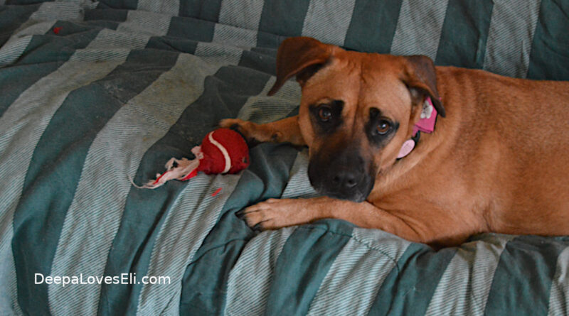Deepa with crab toy
