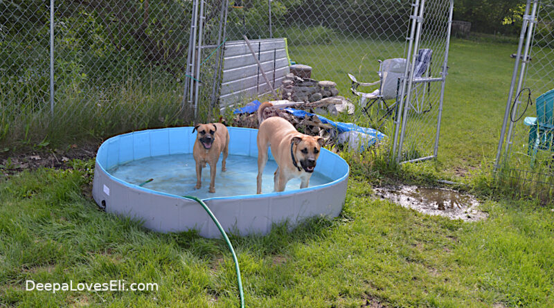 dogs help fill pool