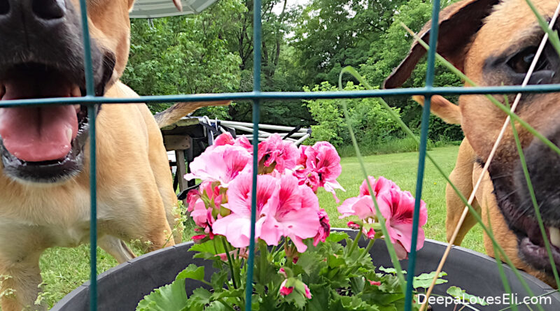 dogs and flowers