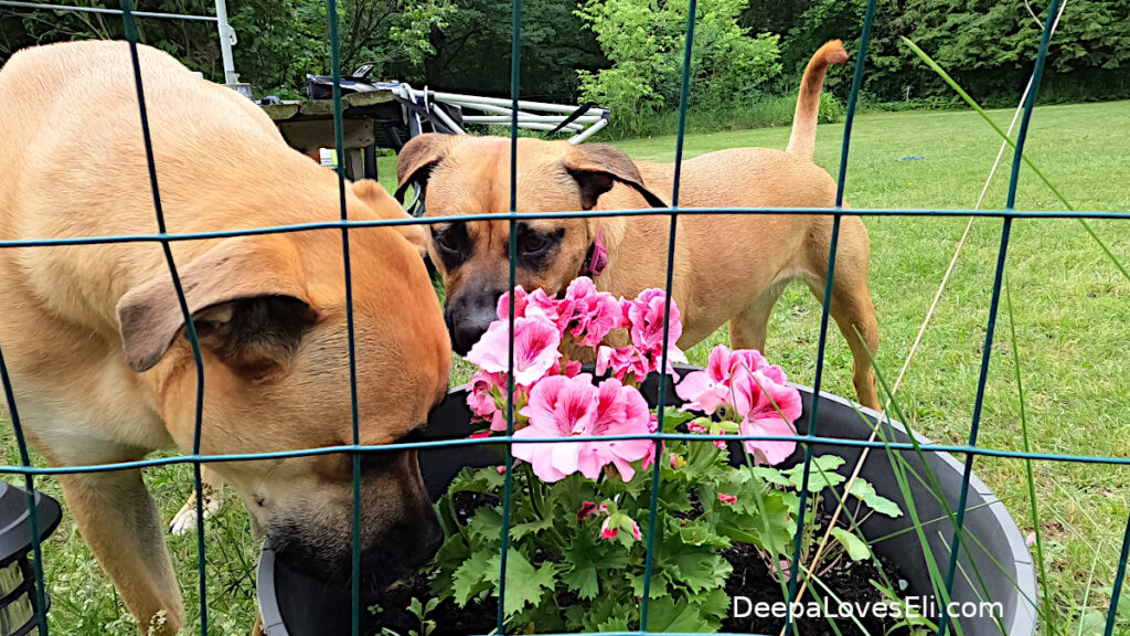 dogs and flowers