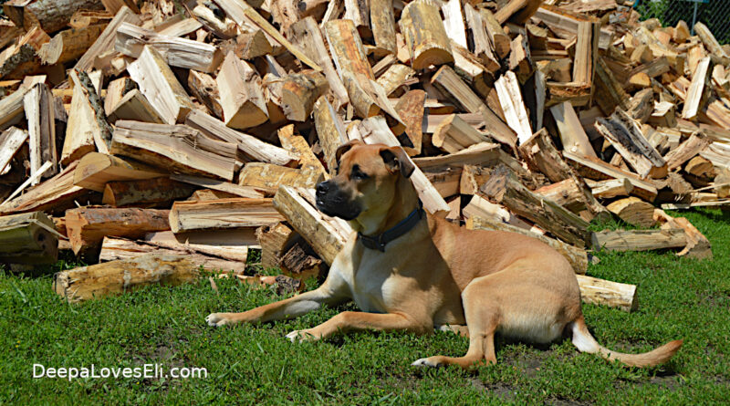 Guarding the wood