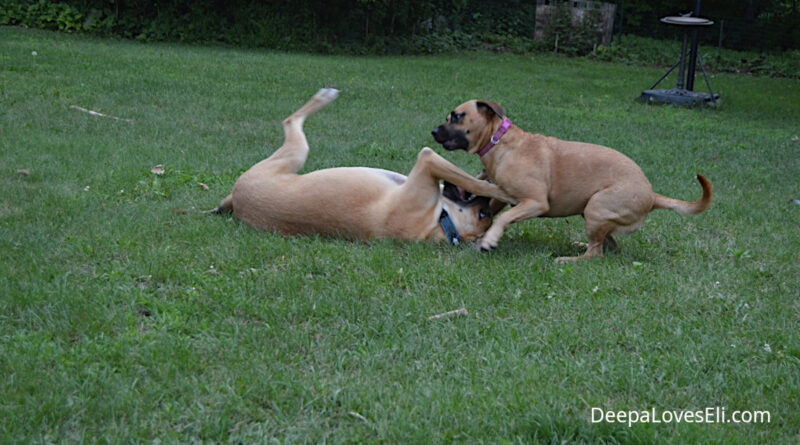 dogs wrestling