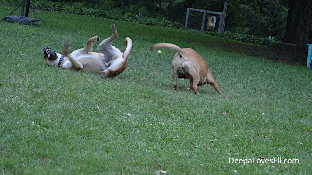 dogs wrestling2