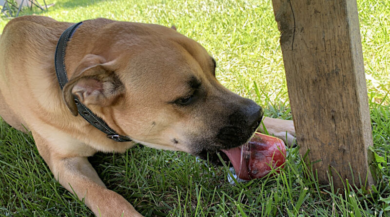 Eli eats a dog treat