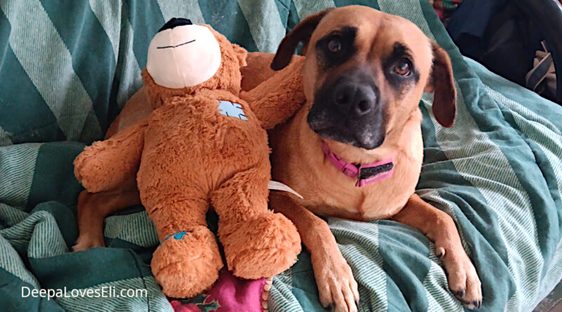 deepa with teddy