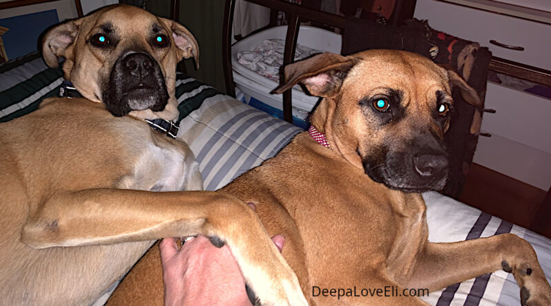 dogs in the morning