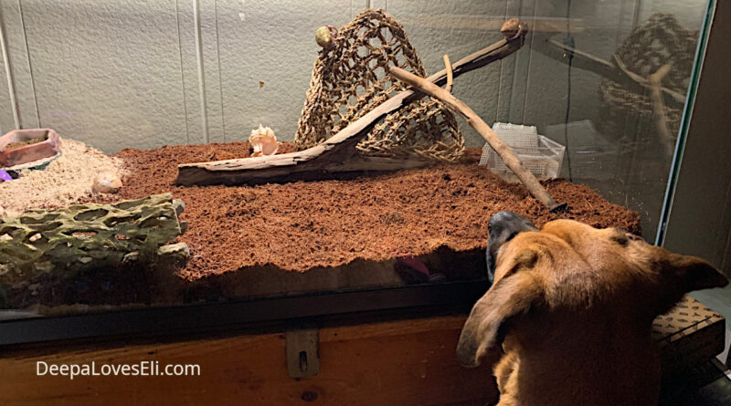 hermit crabs