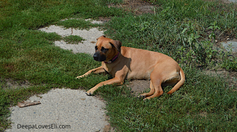 guard duty 1