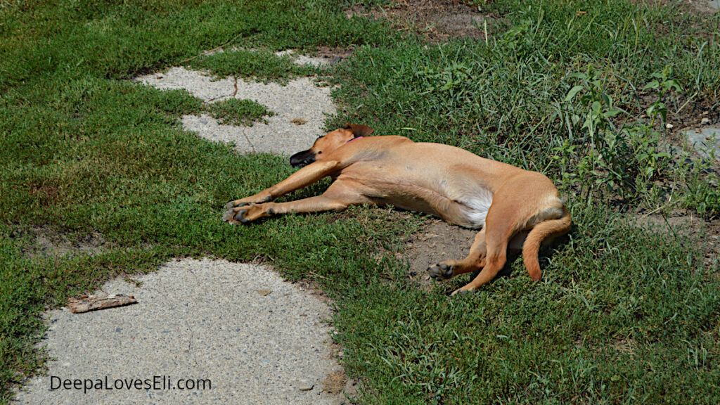 guard duty 3