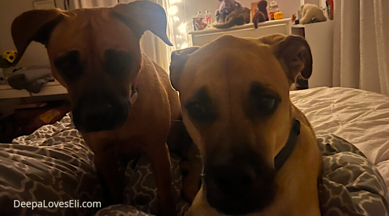 intense dogs