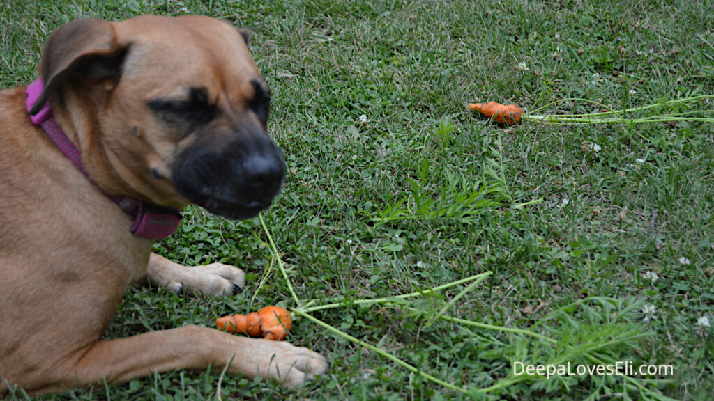 deepa_bitter_carrot