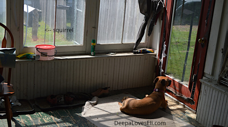 Deepa and squirrel