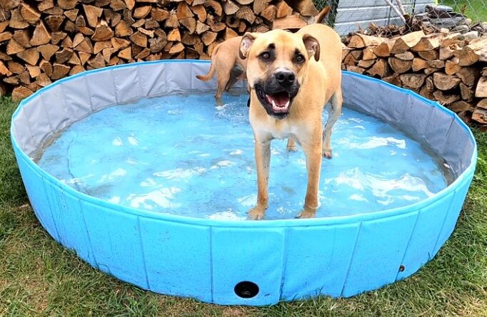 swimming in the dog pool