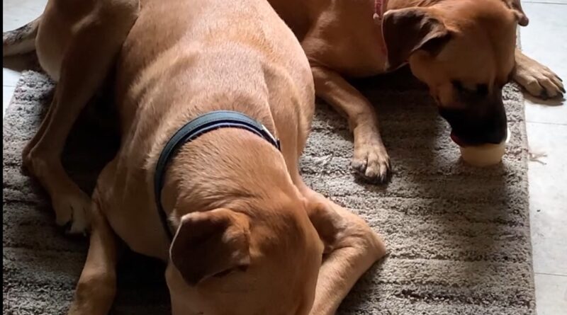 dogs eating applesauce