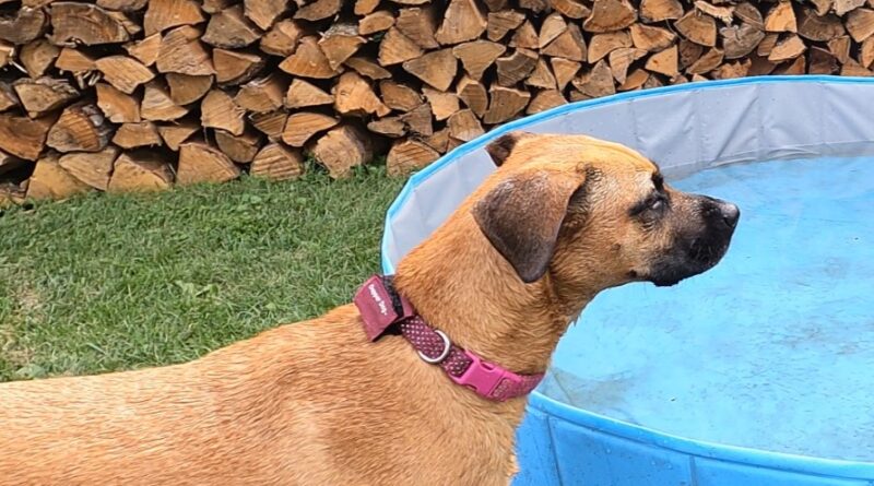 squirrel stare still