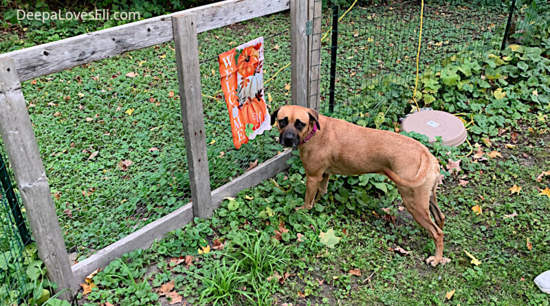 new yard flag inspection