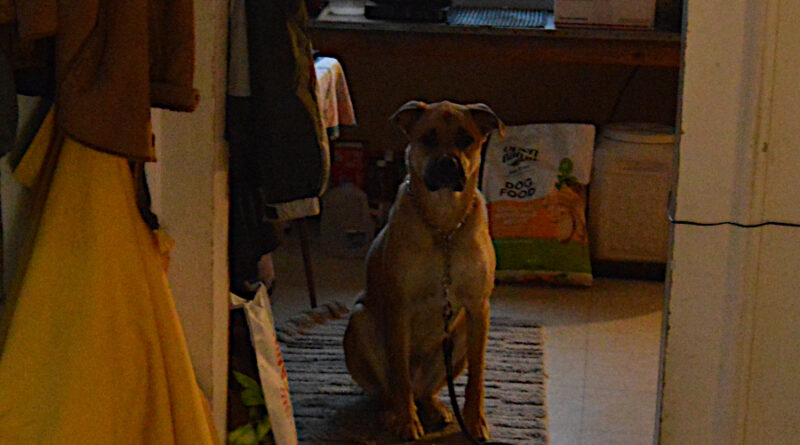 Eli wants a cookie