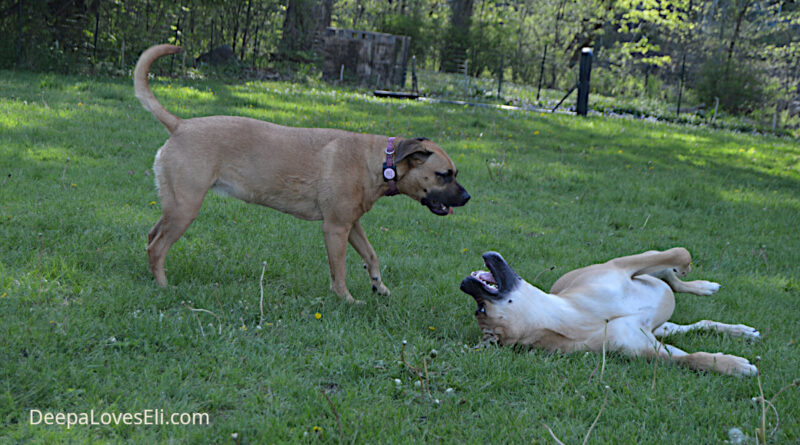 dogs talking