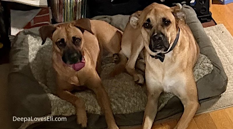two dogs hanging out