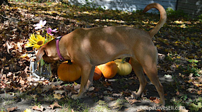 Deepa checks out the pumpkins.