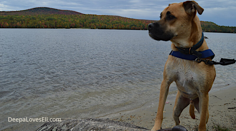 Eli keeps an eye on a boat