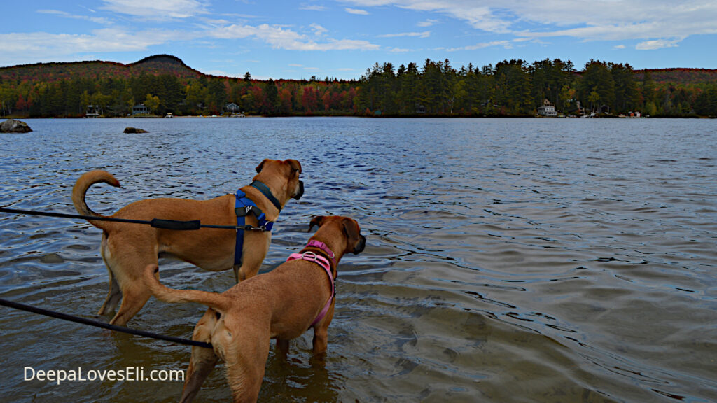 Late season wading with the dogs.