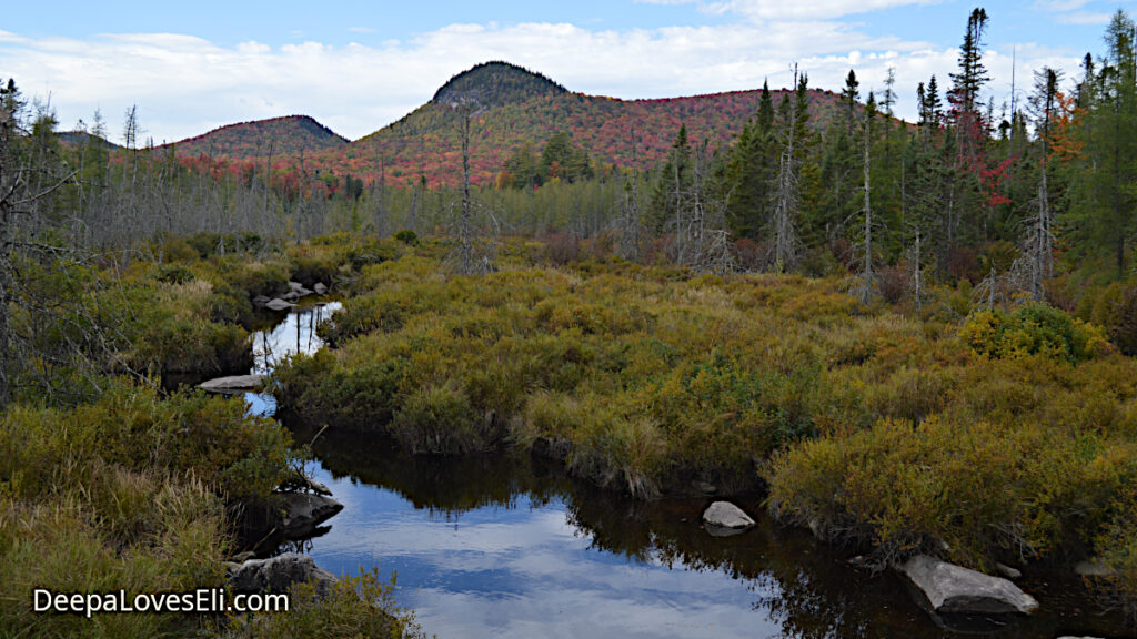 Foliage in Groton, Vermont