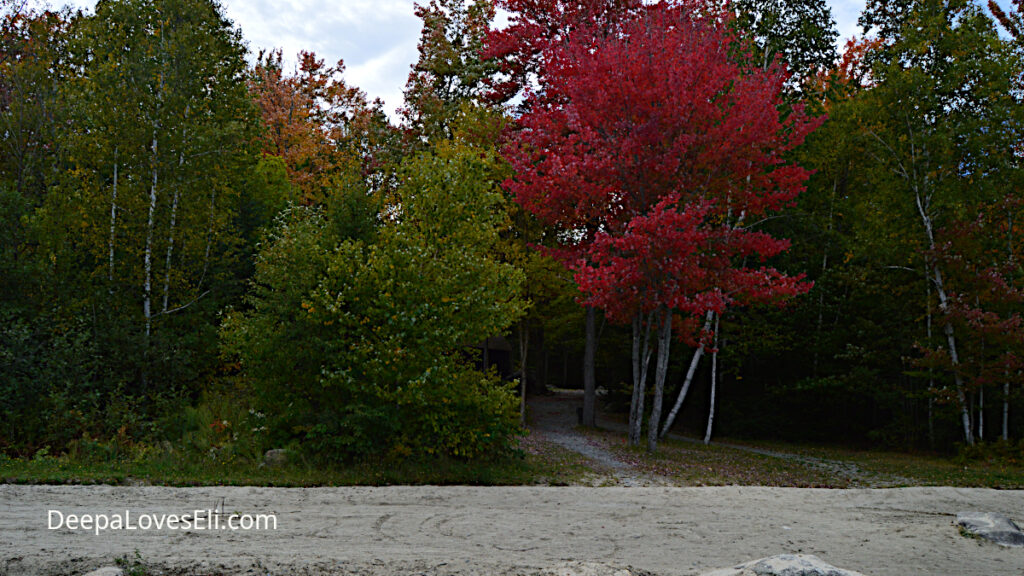 Some trees turn colors before others.