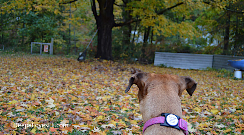 Deepa and leaves