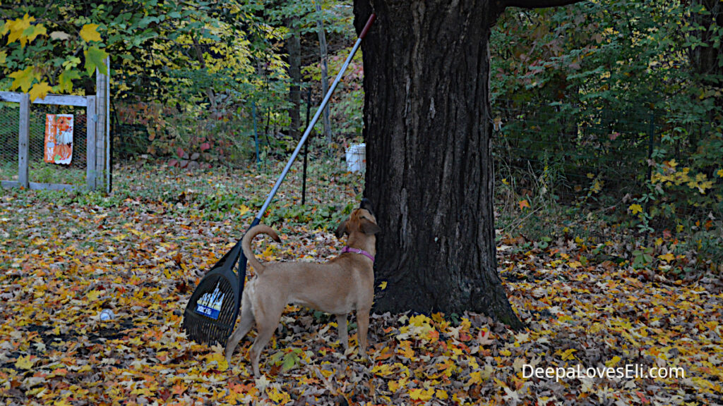 Deepa looks up the tree.