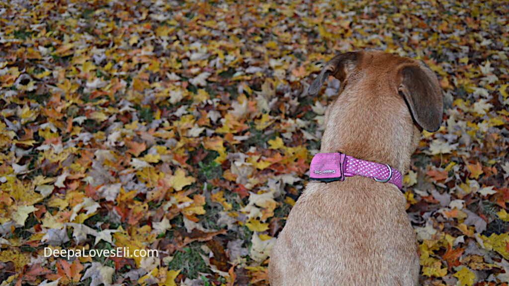 Deepa amidst the leaves.