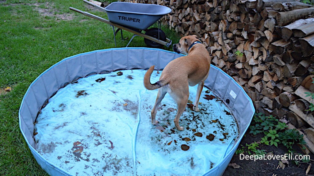Eli and the pool.