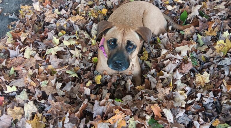 Deepa in the leaves