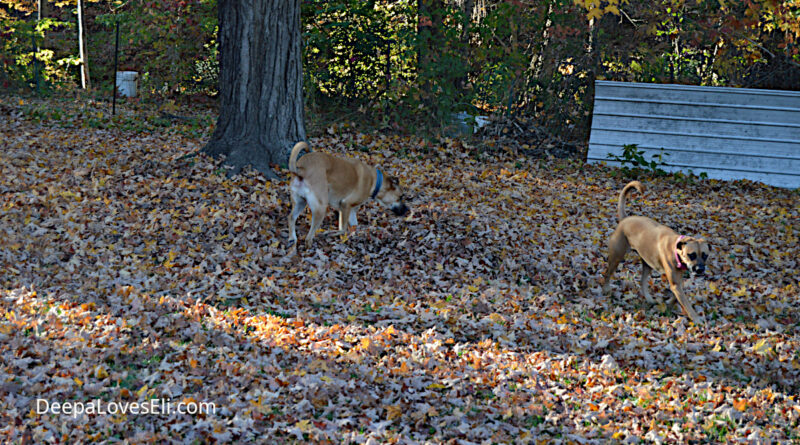 playing in the leaves