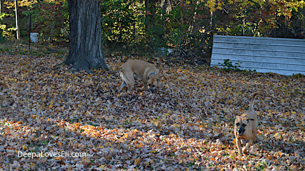 playing in the leaves again