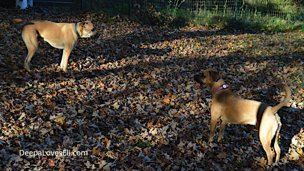 two dogs in the autumn leaves