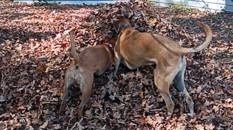 cookies in the leaf pile wasn't such a good idea