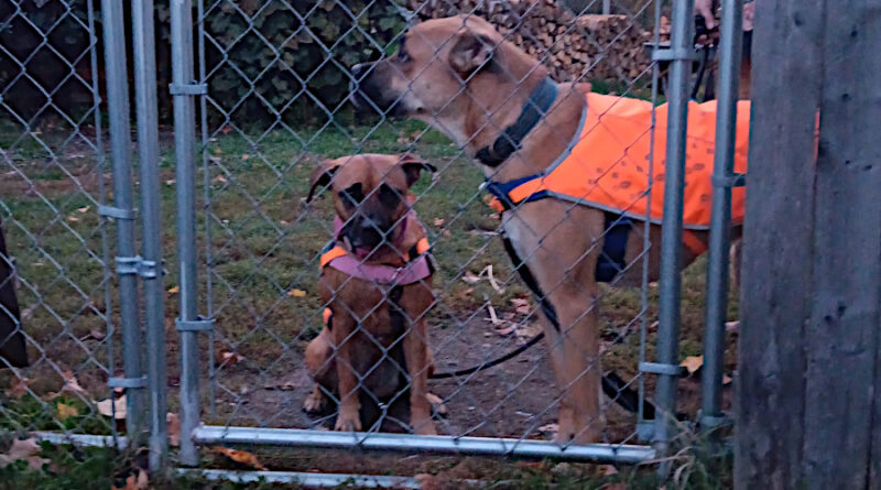 Ready for our walk.