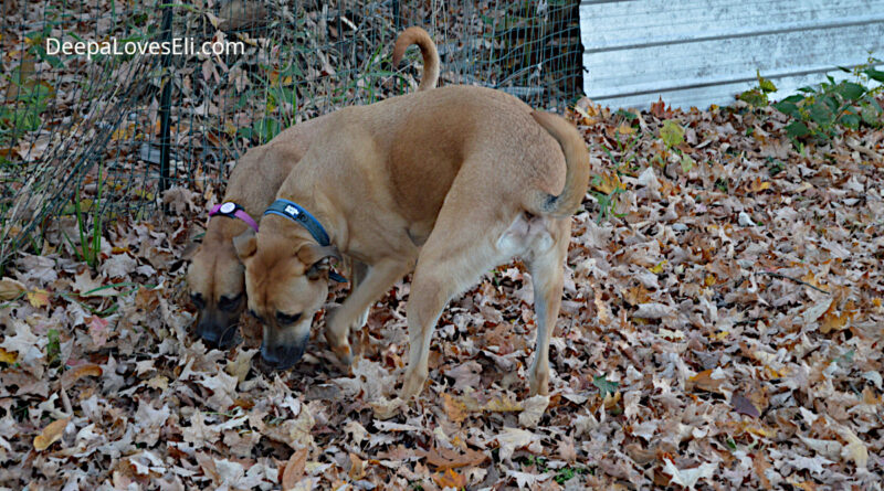 something smells good in the leaves