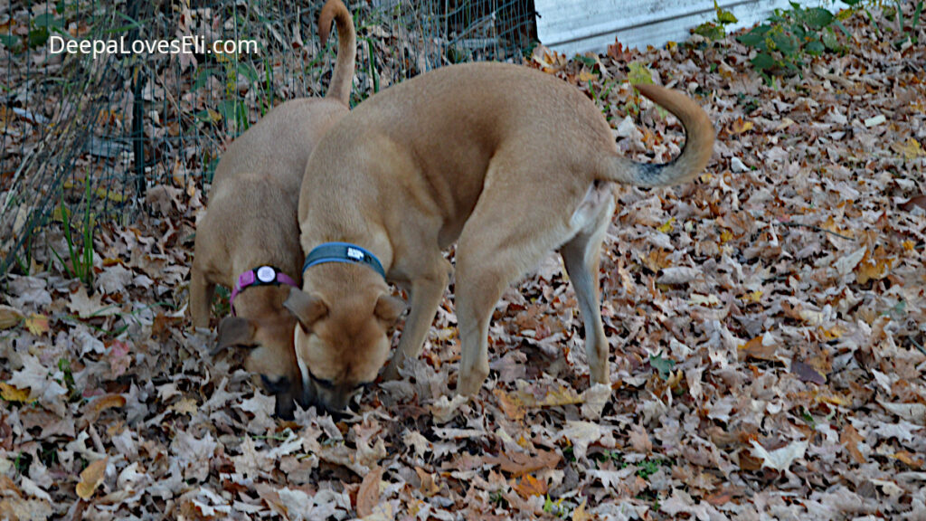 dogs sniffing in the leaves