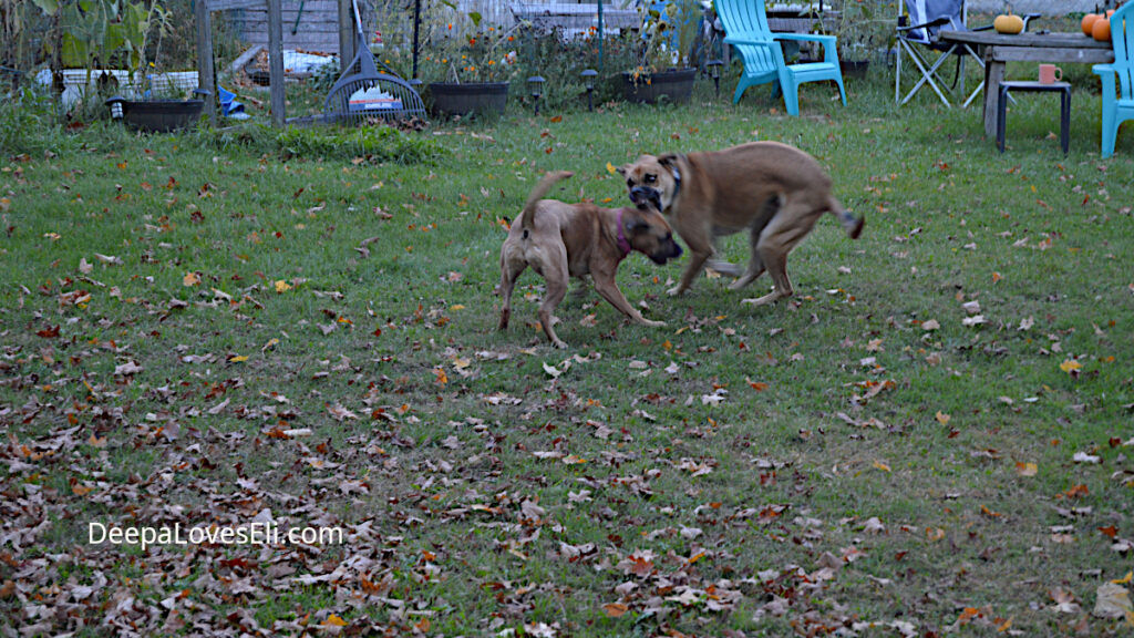 dogs playing rough