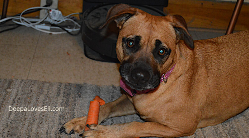 dog with carrot