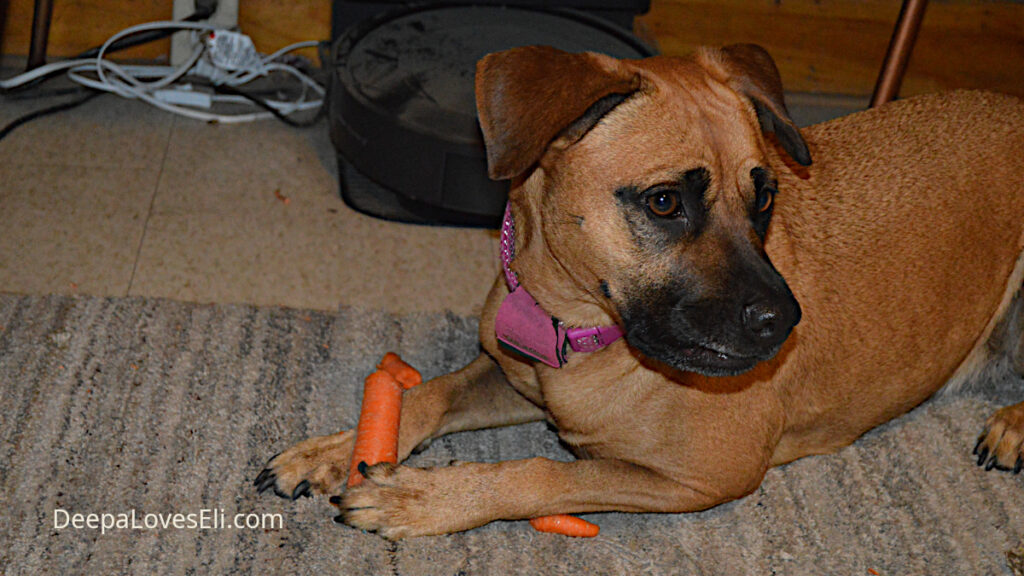 dog with carrot, distracted