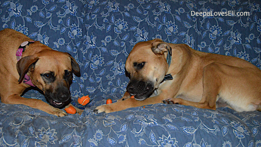 two dogs with carrots