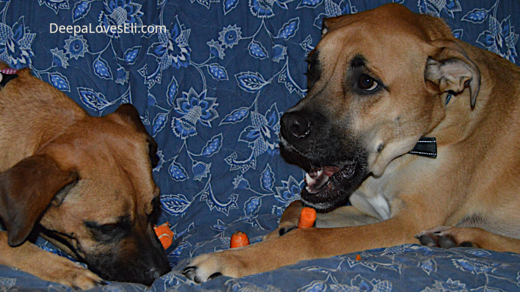 dogs sharing carrots