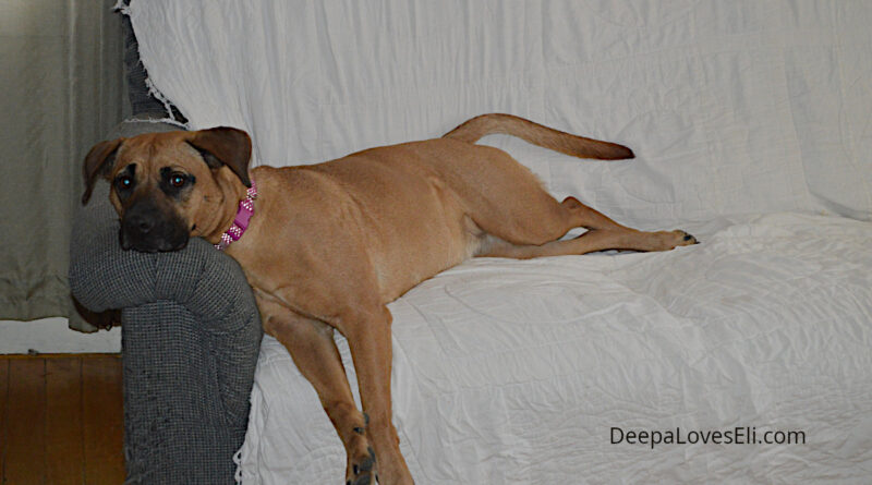 Deepa on the couch
